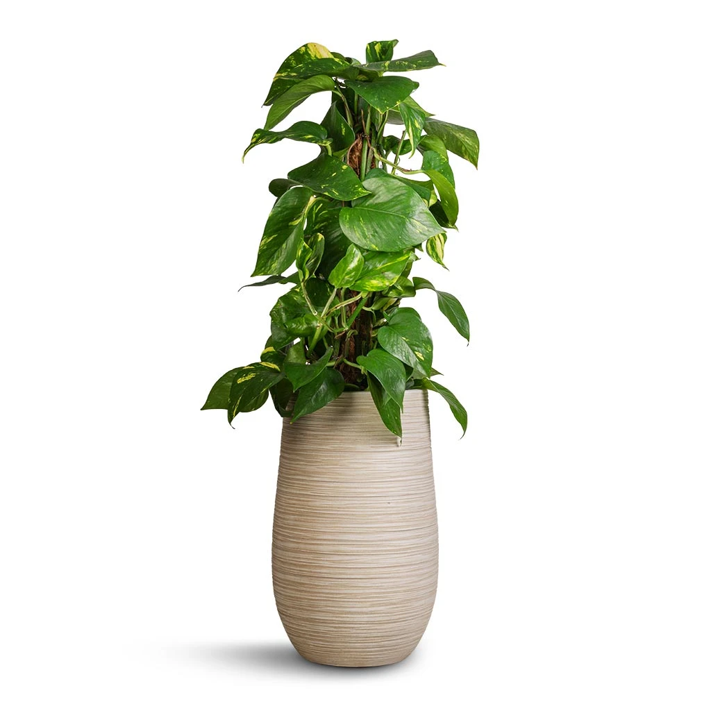 Epipremnum Aureum - Golden Pothos - Moss Pole 12 Epipremnum Aureum - Golden Pothos - Moss Pole - Image 12