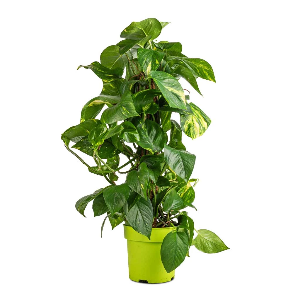 Epipremnum Aureum - Golden Pothos - Moss Pole 3 Epipremnum Aureum - Golden Pothos - Moss Pole - Image 3