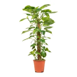Epipremnum Aureum - Golden Pothos - Moss Pole 22 Epipremnum Aureum - Golden Pothos - Moss Pole -Outlet The Ever Sprout Store Epipremnum aureum Golden Pothos Moss Pole 19x90cm