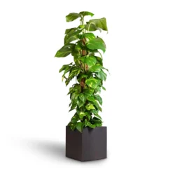 Epipremnum Aureum - Golden Pothos - Moss Pole 19 Epipremnum Aureum - Golden Pothos - Moss Pole -Outlet The Ever Sprout Store Epipremnum aureum Golden Pothos Moss Pole 24x120cm Grigio Cube Planter Rusty Iron Concrete 30x30x30cm