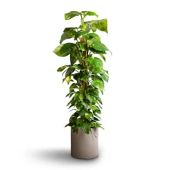 Epipremnum Aureum - Golden Pothos - Moss Pole 23 Epipremnum Aureum - Golden Pothos - Moss Pole -Outlet The Ever Sprout Store Epipremnum aureum Golden Pothos Moss Pole 24x120cm Max Refined Planter Clouded Grey 29x29.5cm