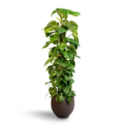 Epipremnum Aureum - Golden Pothos - Moss Pole 17 Epipremnum Aureum - Golden Pothos - Moss Pole -Outlet The Ever Sprout Store Epipremnum aureum Golden Pothos Moss Pole 24x120cm Mini Orb Kevan Plant Pot Ash Brown 32x28cm 8a081cd4 c511 43b3 847a 3250e8bc3c6f