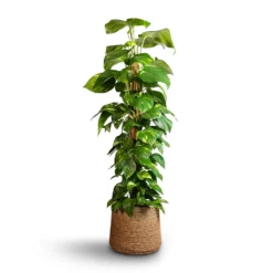 Epipremnum Aureum - Golden Pothos - Moss Pole 16 Epipremnum Aureum - Golden Pothos - Moss Pole -Outlet The Ever Sprout Store Epipremnum aureum Golden Pothos Moss Pole 24x120cm Patt Plant Pot Straw Grass 35x30cm
