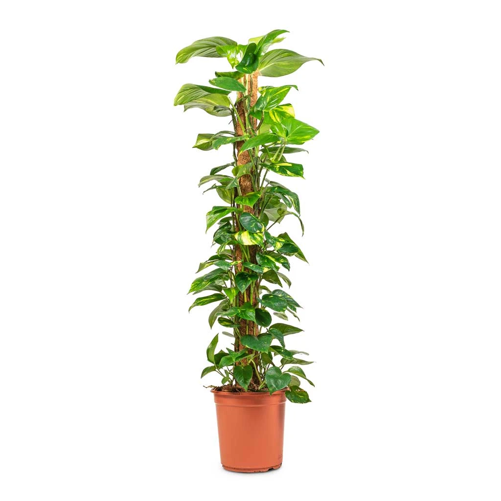 Epipremnum Aureum - Golden Pothos - Moss Pole 8 Epipremnum Aureum - Golden Pothos - Moss Pole - Image 8