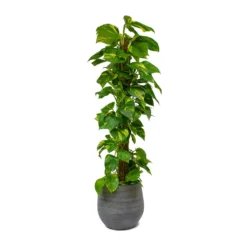Epipremnum Aureum - Golden Pothos - Moss Pole 21 Epipremnum Aureum - Golden Pothos - Moss Pole -Outlet The Ever Sprout Store Epipremnum aureum Golden Pothos Moss Pole Esra Mystic Grey Plant Pot 49949b81 8fe8 40a0 afa3 81d7ac525982