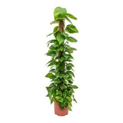 Epipremnum Aureum - Golden Pothos - Moss Pole 18 Epipremnum Aureum - Golden Pothos - Moss Pole -Outlet The Ever Sprout Store Epipremnum aureum Golden Pothos Moss Pole Tall