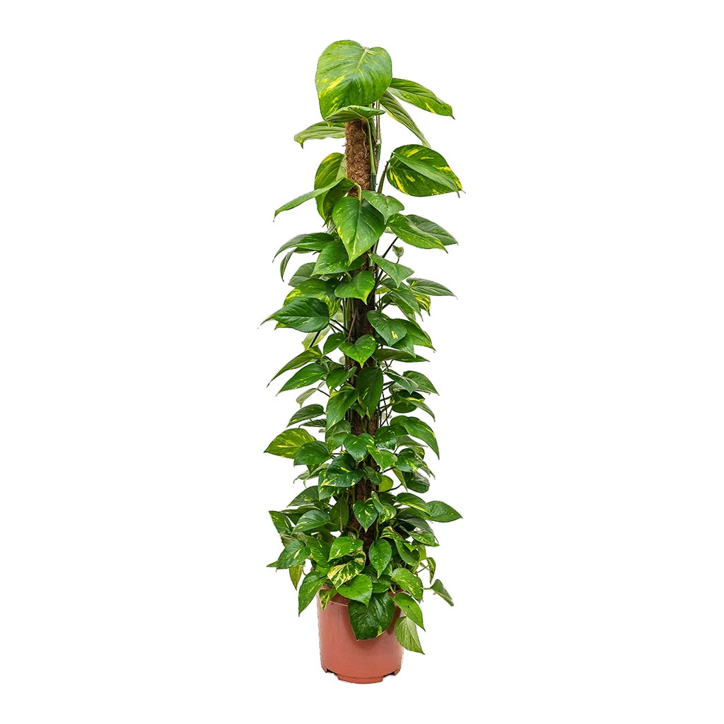 Epipremnum Aureum - Golden Pothos - Moss Pole 6 Epipremnum Aureum - Golden Pothos - Moss Pole - Image 6