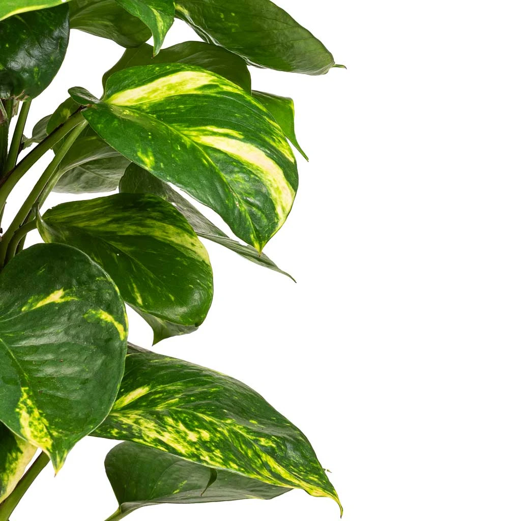 Epipremnum Aureum - Golden Pothos - Moss Pole 2 Epipremnum Aureum - Golden Pothos - Moss Pole - Image 2