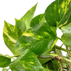 Epipremnum Aureum - Golden Pothos -Outlet The Ever Sprout Store Epipremnum aureum Golden Pothos SWATCH