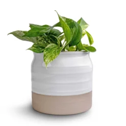 Epipremnum Aureum - Marble Queen Pothos 14 Epipremnum Aureum - Marble Queen Pothos -Outlet The Ever Sprout Store Epipremnum aureum Marble Queen Pothos 12x20 Puro Ripple Plant Pot White 17x16cm2 94f2cdcb a0cc 49bd 9073 03f7f3dba1d7