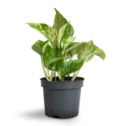 Epipremnum Aureum - Marble Queen Pothos 12 Epipremnum Aureum - Marble Queen Pothos -Outlet The Ever Sprout Store Epipremnum aureum Marble Queen Pothos 12x20cm