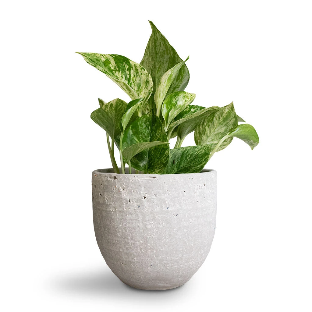 Epipremnum Aureum - Marble Queen Pothos 1 Epipremnum Aureum - Marble Queen Pothos