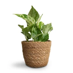 Epipremnum Aureum - Marble Queen Pothos 13 Epipremnum Aureum - Marble Queen Pothos -Outlet The Ever Sprout Store Epipremnum aureum Marble Queen Pothos 12x20cm Igmar Plant Basket Natural 15x12cm