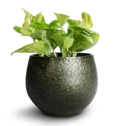 Epipremnum Aureum - Marble Queen Pothos 11 Epipremnum Aureum - Marble Queen Pothos -Outlet The Ever Sprout Store Epipremnum aureum Marble Queen Pothos 12x20cm Noor Plant Pot Velvet Green 16x13cm
