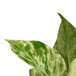 Epipremnum Aureum - Marble Queen Pothos 10 Epipremnum Aureum - Marble Queen Pothos -Outlet The Ever Sprout Store Epipremnum aureum Marble Queen Pothos Close
