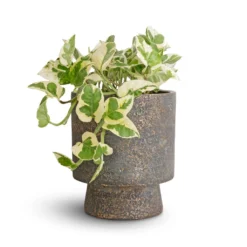 Aily Plant Pot - Earth Cement 12 Aily Plant Pot - Earth Cement -Outlet The Ever Sprout Store Epipremnum aureum NJoy Pothos 12x15cm Aily Plant Pot Anthracite 17x20cm 5b9b2088 d61c 4526 adf5 9d9cefcac705