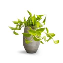Noor Plant Vase - Metallic Grey -Outlet The Ever Sprout Store Epipremnum aureum Neon Golden Neon Pothos 15x40cm Noor Plant Vase Metallic Grey 23x36cm