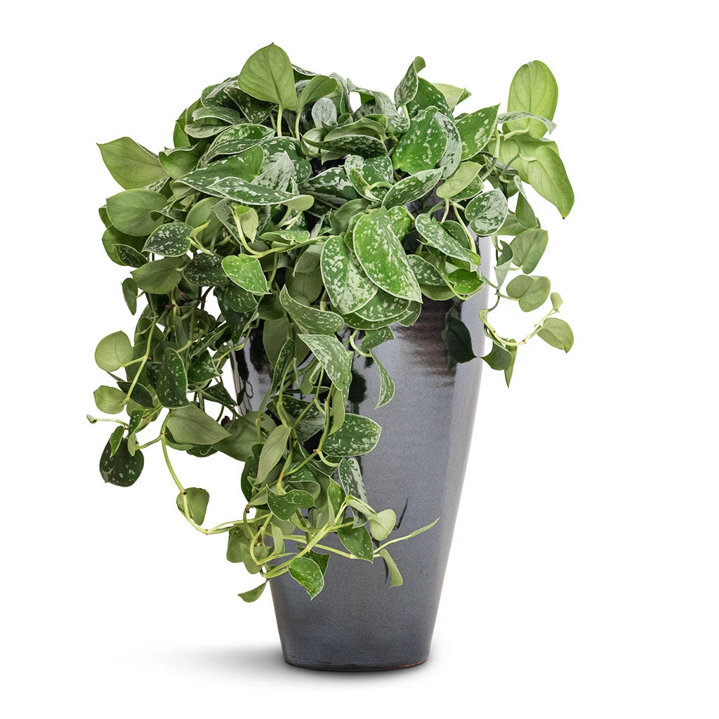 Epipremnum Pictum Argyraeus - Satin Pothos 11 Epipremnum Pictum Argyraeus - Satin Pothos - Image 11