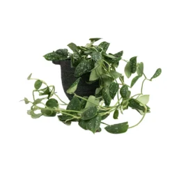 Epipremnum Pictum Argyraeus - Satin Pothos 30 Epipremnum Pictum Argyraeus - Satin Pothos -Outlet The Ever Sprout Store Epipremnum pictum Argyraeus Satin Pothos 15x40cm Nelis Plant Basket Green 19x17cm 01520977 2779 4c36 948a 42d72a032d8d