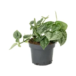 Epipremnum Pictum Argyraeus - Satin Pothos 18 Epipremnum Pictum Argyraeus - Satin Pothos -Outlet The Ever Sprout Store Epipremnum pictum Argyraeus Satin Pothos