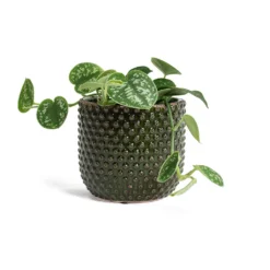 Epipremnum Pictum Argyraeus - Satin Pothos 27 Epipremnum Pictum Argyraeus - Satin Pothos -Outlet The Ever Sprout Store Epipremnum pictum Argyraeus Satin Pothos Bolino Plant Pot Green 961292f1 f976 43de 99fe 37e563943e15