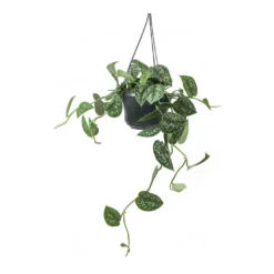Epipremnum Pictum Argyraeus - Satin Pothos 20 Epipremnum Pictum Argyraeus - Satin Pothos -Outlet The Ever Sprout Store Epipremnum pictum Argyraeus Satin Pothos Hanging Houseplant