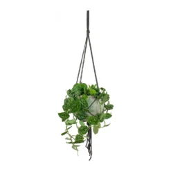Epipremnum Pictum Argyraeus - Satin Pothos 28 Epipremnum Pictum Argyraeus - Satin Pothos -Outlet The Ever Sprout Store Epipremnum pictum Argyraeus Satin Pothos Hans Hanging Plant Pot Light Grey 4fa2ff1f ddc6 436a 96bf 728e861893b4