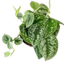 Epipremnum Pictum Argyraeus - Satin Pothos 21 Epipremnum Pictum Argyraeus - Satin Pothos -Outlet The Ever Sprout Store Epipremnum pictum Argyraeus Satin Pothos Leaves