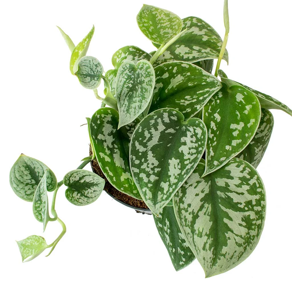 Epipremnum Pictum Argyraeus - Satin Pothos 6 Epipremnum Pictum Argyraeus - Satin Pothos - Image 6