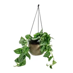 Mya Hanging Planter - Deep Champagne -Outlet The Ever Sprout Store Epipremnum pictum Silvery Ann Satin Pothos Mya Hanging Planter Deep Champagne d1295d44 cc33 4851 a8e1 e251c903e262