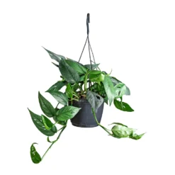 Epipremnum Pinnatum - Cebu Blue Pothos 11 Epipremnum Pinnatum - Cebu Blue Pothos -Outlet The Ever Sprout Store Epipremnum pinnatum Cebu Blue Pothos 15x35cm 2