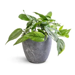 Epipremnum Pinnatum - Cebu Blue Pothos
