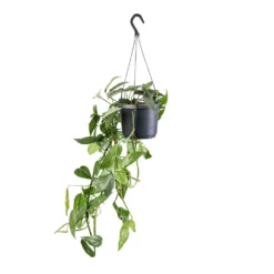 Epipremnum Pinnatum - Cebu Blue Pothos 13 Epipremnum Pinnatum - Cebu Blue Pothos -Outlet The Ever Sprout Store Epipremnum pinnatum Cebu Blue Pothos 17x40cm
