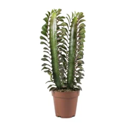 Euphorbia Trigona Rubra - African Milk Tree -Outlet The Ever Sprout Store Euphorbia Trigona African Milk Tree