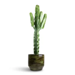 Euphorbia Erytrea - Desert Cactus