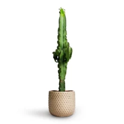 Euphorbia Erytrea - Desert Cactus -Outlet The Ever Sprout Store Euphorbia erytrea Desert Cactus 19x75cm Bolino Plant Pot Mint 24x21cm