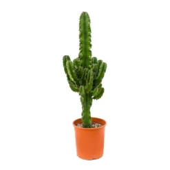 Euphorbia Erytrea - Desert Cactus -Outlet The Ever Sprout Store Euphorbia erytrea Desert Cactus 19x90cm