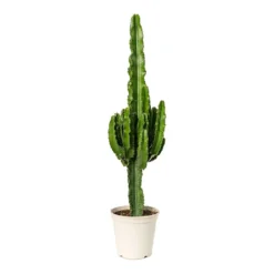 Euphorbia Erytrea - Desert Cactus -Outlet The Ever Sprout Store Euphorbia erytrea Desert Cactus 23x100cm