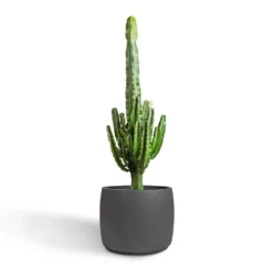 Euphorbia Erytrea - Desert Cactus -Outlet The Ever Sprout Store Euphorbia erytrea Desert Cactus 24x90cm Mini Valerie Plant Pot Black Washed 36x28cm 2