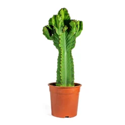 Euphorbia Ingens - Candelabra Tree -Outlet The Ever Sprout Store Euphorbia ingens Candelabra Tree
