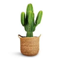Euphorbia Ingens - Candelabra Tree -Outlet The Ever Sprout Store Euphorbia ingens Candelabra Tree 24x70cm Nelis Plant Basket Natural 28x27cm 1