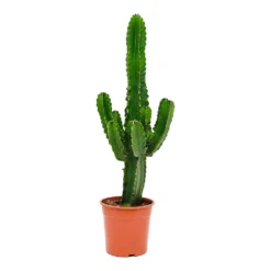 Euphorbia Ingens - Candelabra Tree -Outlet The Ever Sprout Store Euphorbia ingens Candelabra Tree 24x80cm