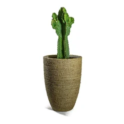 Ben Plant Pot - Straw Grass 18 Ben Plant Pot - Straw Grass -Outlet The Ever Sprout Store Euphorbia ingens Candelabra Tree Ben Plant Pot Straw Grass e565bc98 358b 4c2d b7ad 90e23d871711