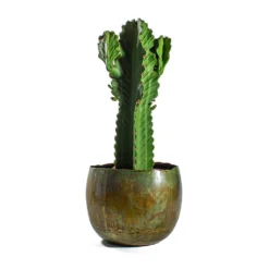 Euphorbia Ingens - Candelabra Tree -Outlet The Ever Sprout Store Euphorbia ingens Candelabra Tree Ellen Metal Plant Pots Set of 3 Vintage Green