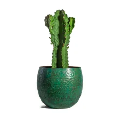 Euphorbia Ingens - Candelabra Tree -Outlet The Ever Sprout Store Euphorbia ingens Candelabra Tree Famke Metal Plant Pots Set of 3 Old Blue