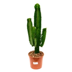 Euphorbia Tetra -Outlet The Ever Sprout Store Euphorbia tetra 55cm