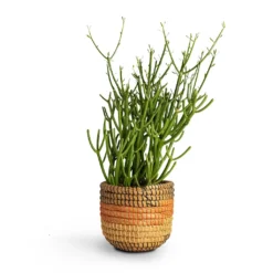 Euphorbia Tirucalli - Pencil Cactus -Outlet The Ever Sprout Store Euphorbia tirucalli Pencil Cactus 15x35cm Jane Plant Baskets Set5 Desert 9b1f2e78 53e4 4875 b1fe 945f2b5a4492