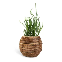 Euphorbia Tirucalli - Pencil Cactus -Outlet The Ever Sprout Store Euphorbia tirucalli Pencil Cactus 15x35cm Lida Plant Basket Natural 24x20cm 910626ea db7d 4499 9efb 066d6a864452