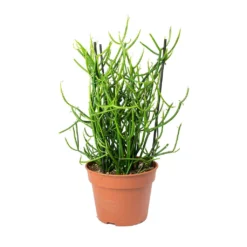 Euphorbia Tirucalli - Pencil Cactus -Outlet The Ever Sprout Store Euphorbia tirucalli Pencil Cactus