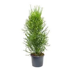 Euphorbia Tirucalli - Pencil Cactus -Outlet The Ever Sprout Store Euphorbia tirucalli Pencil Cactus XLarge